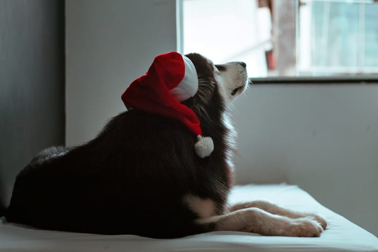 Gift Ideas for Dog Parents Who Love to Travel (Holiday 2025 Guide)