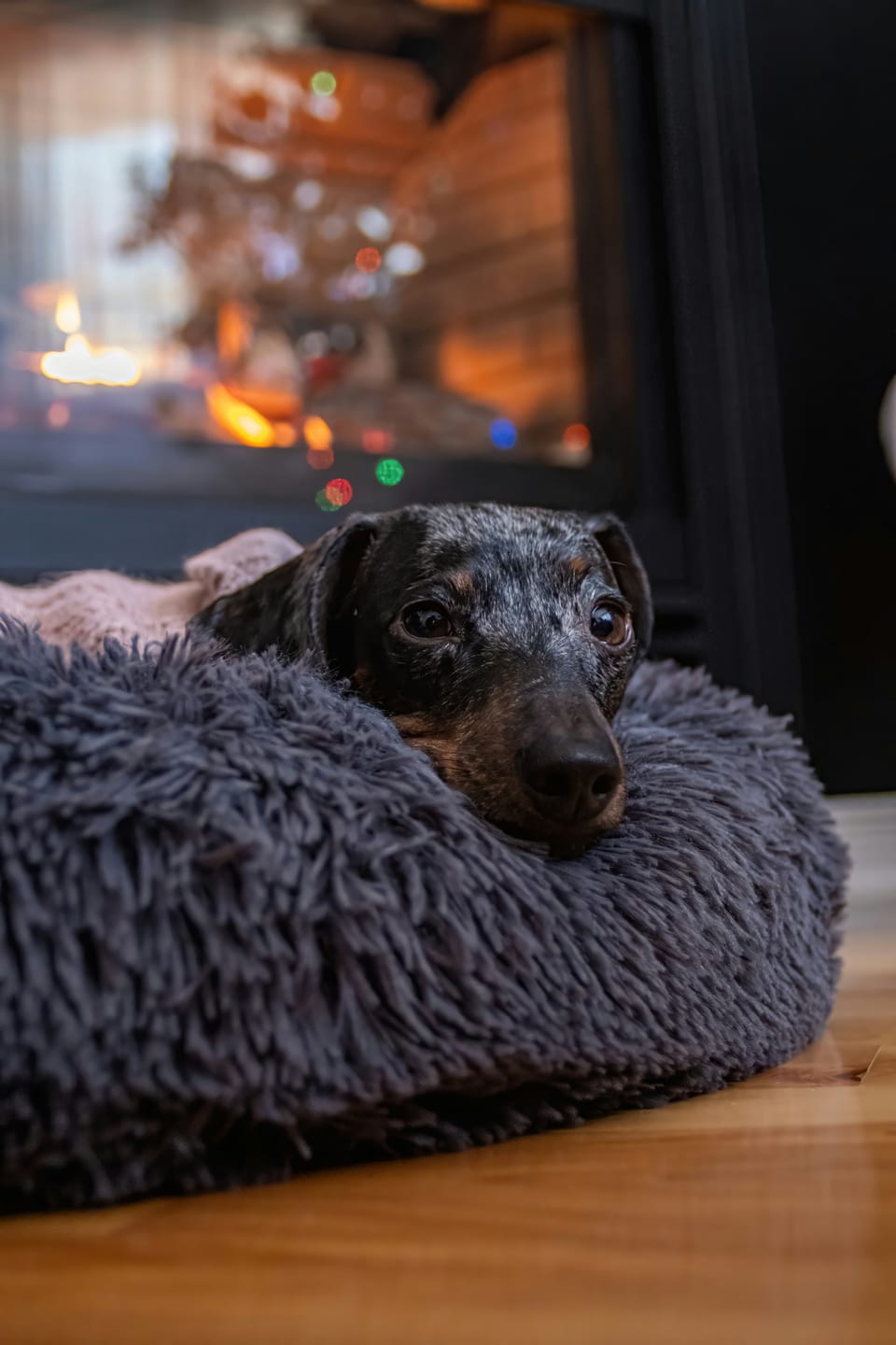 10 Travel-Ready Holiday Gifts for Dog Parents